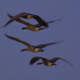 Canada Geese in Flight - VideoHive Item for Sale