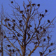Birds in Trees 2 - VideoHive Item for Sale