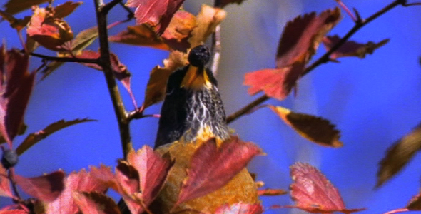 Robin Eating Berries 2