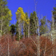 Grand Teton Trees - VideoHive Item for Sale