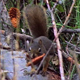 Squirrel With Mushroom - VideoHive Item for Sale