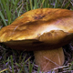 Mushroom in Grass - VideoHive Item for Sale