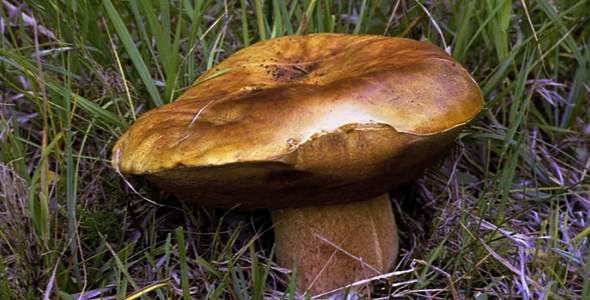 Mushroom in Grass