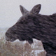 Moose in Blizzard - VideoHive Item for Sale