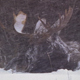 Bull Moose in Blizzard - VideoHive Item for Sale