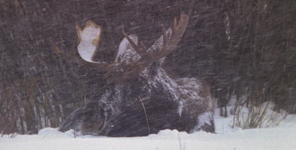 Bull Moose in Blizzard