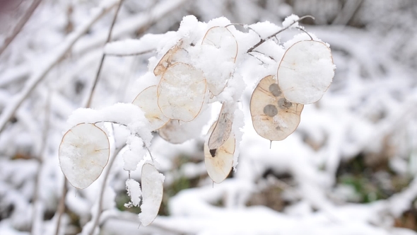 Winter Landscape With Snow Falling On Beautiful Lunaria Seedpods