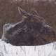 Moose in Blizzard 4 - VideoHive Item for Sale