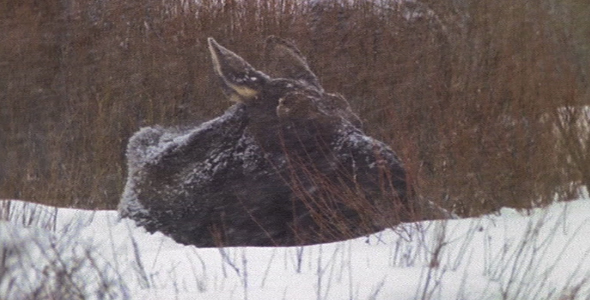 Moose in Blizzard 4 alt