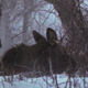 Young Moose in Deep Snow - VideoHive Item for Sale