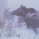 Herd of Moose in Blizzard - VideoHive Item for Sale