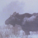 Moose Herd in Blizzard - VideoHive Item for Sale
