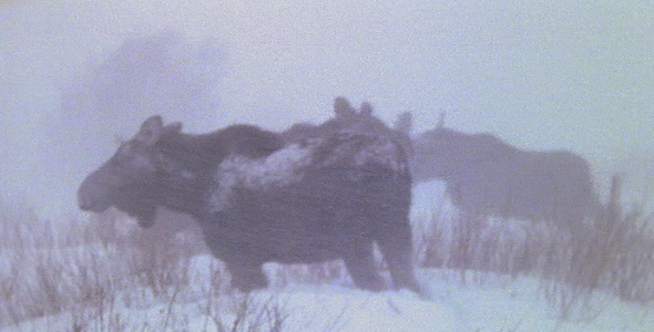 Moose Herd in Blizzard