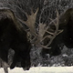 Two Bull Moose - VideoHive Item for Sale