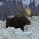 Bull Moose in Snow - VideoHive Item for Sale