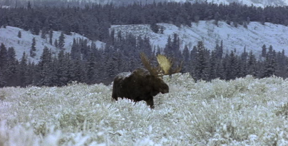 Bull Moose in Snow