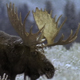 Bull Moose in Snow 2 - VideoHive Item for Sale