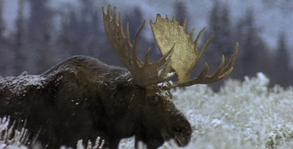 Bull Moose in Snow 2