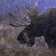 Bull Moose in Early Winter - VideoHive Item for Sale