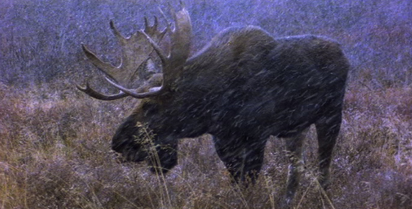 Bull Moose in Early Winter