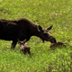 Moose with Twins - VideoHive Item for Sale