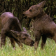 Twin Moose Calves - VideoHive Item for Sale