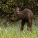 Twin Moose Calves Browsing - VideoHive Item for Sale