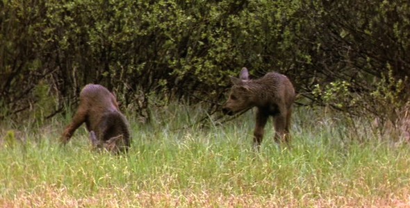 Twin Moose Calves Browsing