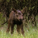 Moose Calves Browsing - VideoHive Item for Sale
