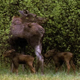 Family of Moose Browsing - VideoHive Item for Sale
