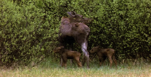 Family of Moose Browsing