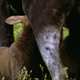 Twin Moose Calves Feeding - VideoHive Item for Sale