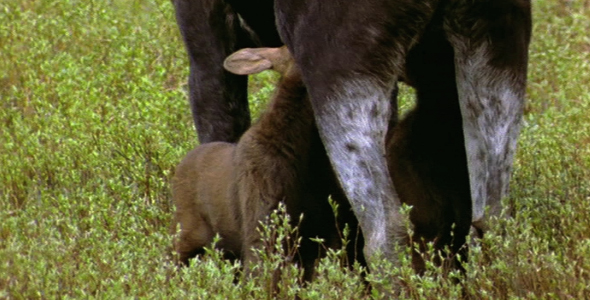 Twin Moose Calves Feeding