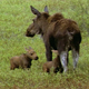 Twin Moose Calves Feeding 2 - VideoHive Item for Sale
