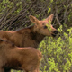 Twin Moose Calves 2 - VideoHive Item for Sale
