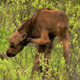 Moose Calf Scratching - VideoHive Item for Sale