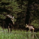 Moose and Calf at Swamp - VideoHive Item for Sale