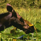 Moose in Swamp - VideoHive Item for Sale