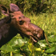 Moose in Swamp 3 - VideoHive Item for Sale