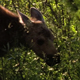 Moose and Calf in Forest - VideoHive Item for Sale