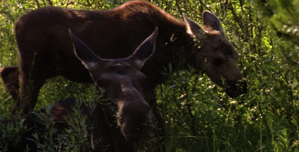 Moose and Calf in Forest