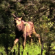 Moose Calf in Sun - VideoHive Item for Sale