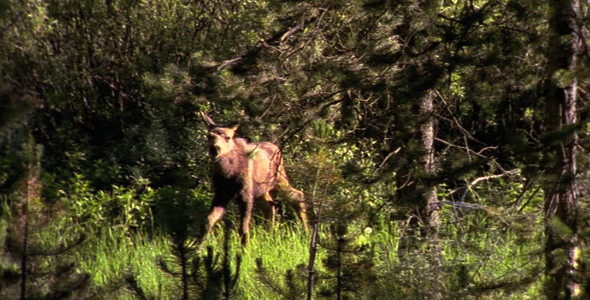 Moose Calf in Sun