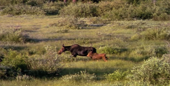 Meadow and Moose