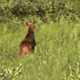 Young Calf Frolicking - VideoHive Item for Sale
