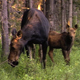 Mother Moose and Calf - VideoHive Item for Sale