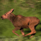 Moose Calf on the Run - VideoHive Item for Sale