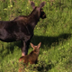 Moose Calf on the Run 2 - VideoHive Item for Sale