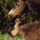 Family of Moose - VideoHive Item for Sale