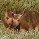 Twin Moose Calves - VideoHive Item for Sale